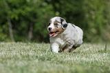 BERGER AUSTRALIEN PUPPIES 330